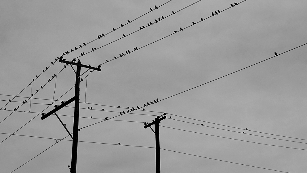 http://johnbryantart.org/files/gimgs/12_birds-on-wire-web.jpg