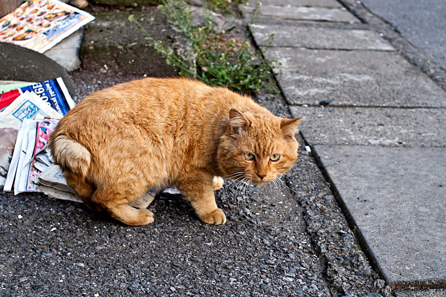 http://johnbryantart.org/files/gimgs/5_web-hobo-neko.jpg