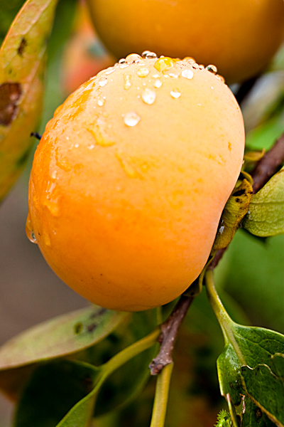 http://johnbryantart.org/files/gimgs/5_web-persimmon.jpg