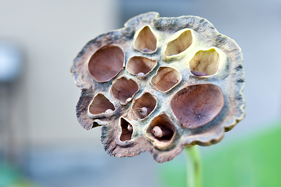 http://johnbryantart.org/files/gimgs/5_web-seed-pods.jpg